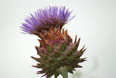 Close-up of thistle cactus against white background