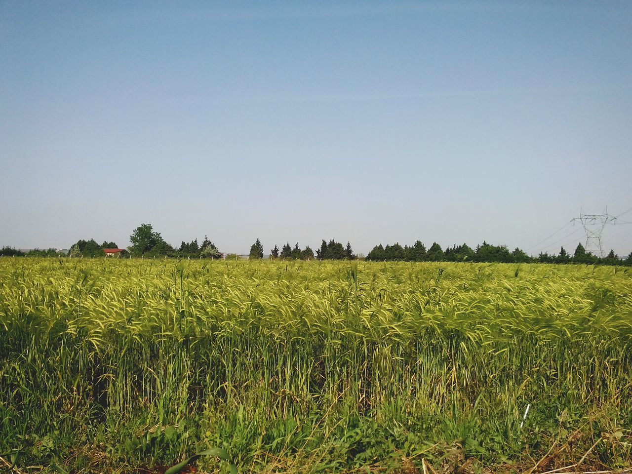 clear sky, field, copy space, landscape, rural scene, agriculture, tranquil scene, tranquility, farm, growth, beauty in nature, scenics, crop, nature, grass, cultivated land, green color, blue, tree, horizon over land