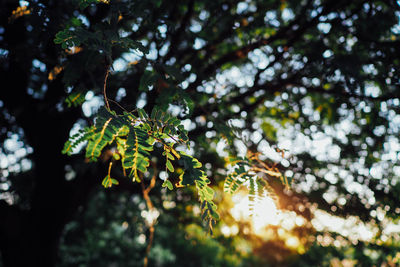 Low angle view of flowering tree