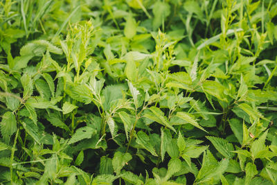 Full frame shot of plants