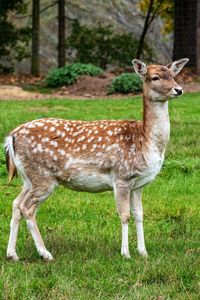 View of deer standing on field