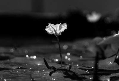 Close-up of wet flowering plant