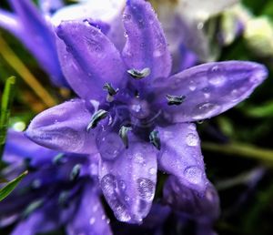 Close-up of wet purple flower blooming outdoors