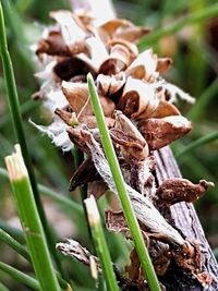 Close-up of dried mushroom growing on land