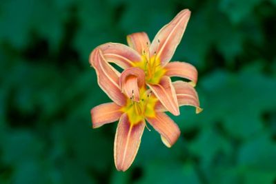 Close-up of orange lily