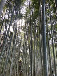 Full frame shot of bamboos