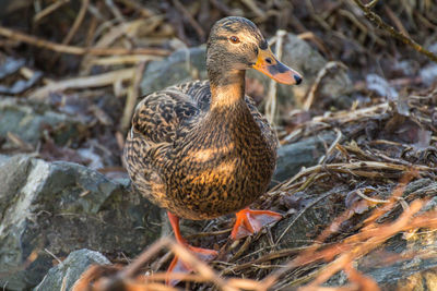 Close-up of mallard duck on field