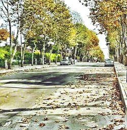 Road passing through forest