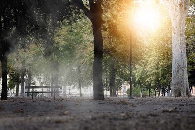 Sunlight streaming through trees in forest during sunset