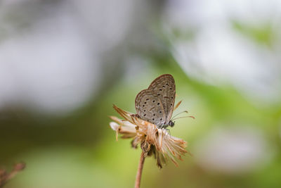 Close-up of butterfly on flower