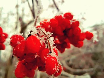 Close-up of red berries on tree