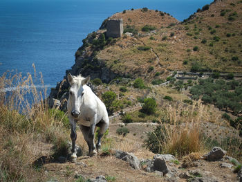 High angle view of horse climbing on cliff