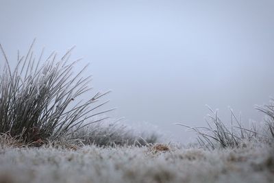 Close-up of grass against clear sky