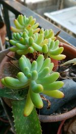 Close-up of succulent plant