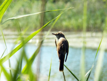 Bird perching on a grass