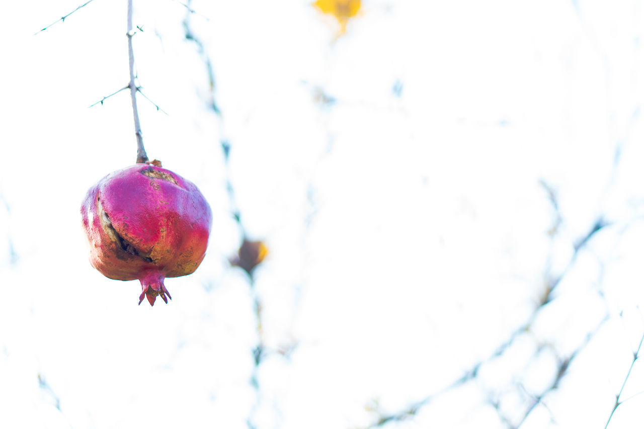 CLOSE-UP OF ICE CREAM HANGING ON TREE BRANCH