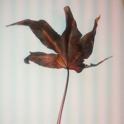 Close-up of leaves against blurred background