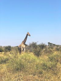 View of giraffe on field against clear sky