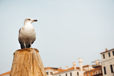 Low angle view of seagull perching on wooden post against sky