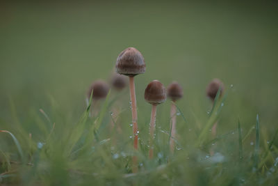 Close-up of mushroom growing on field