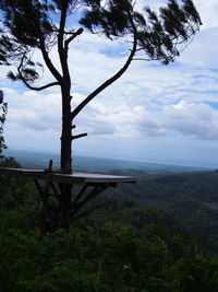 tree