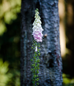 Close-up of purple flowering plant against tree trunk