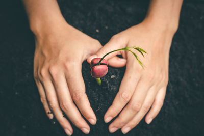 Midsection of woman holding fruit