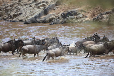 High angle view of wildebeest crossing mara river