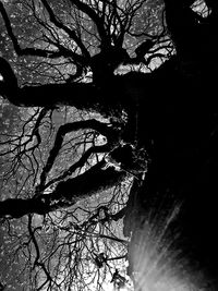 Silhouette bare tree against sky