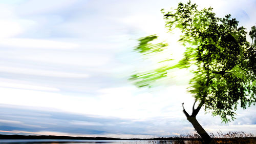 Close-up of tree against sky
