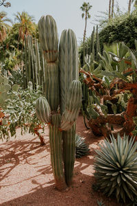 Cactus plants growing in garden