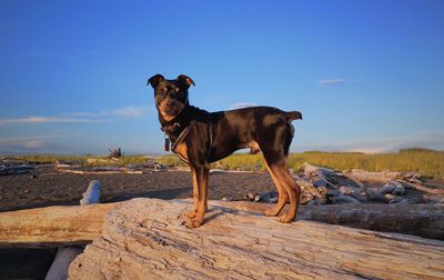 Dog standing on rock