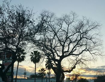 Low angle view of bare trees against sky