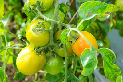 Close-up picture of tomatoes growing on plant