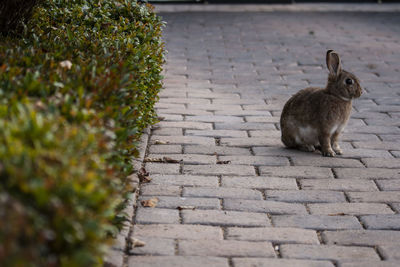 Cat standing on footpath