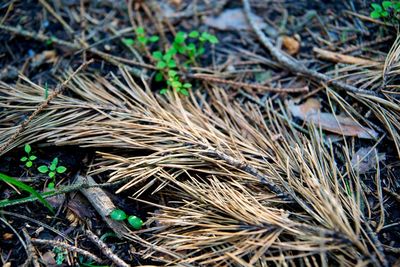 Close-up of plants growing on field