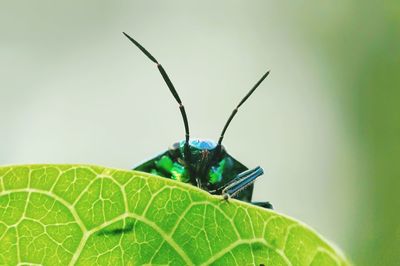 Close-up of insect on leaf