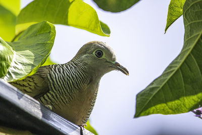 Close-up of a bird perching on branch