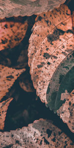 Close-up of autumn leaves on rock