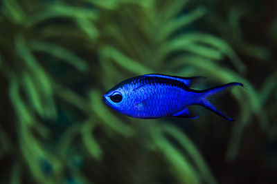 Close-up of fish swimming in sea