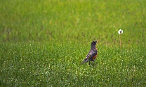 Bird on grassy field