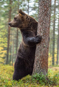 View of an animal on tree trunk in forest