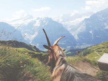 View of an animal on mountain