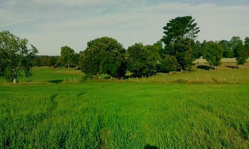 Scenic view of grassy field against sky