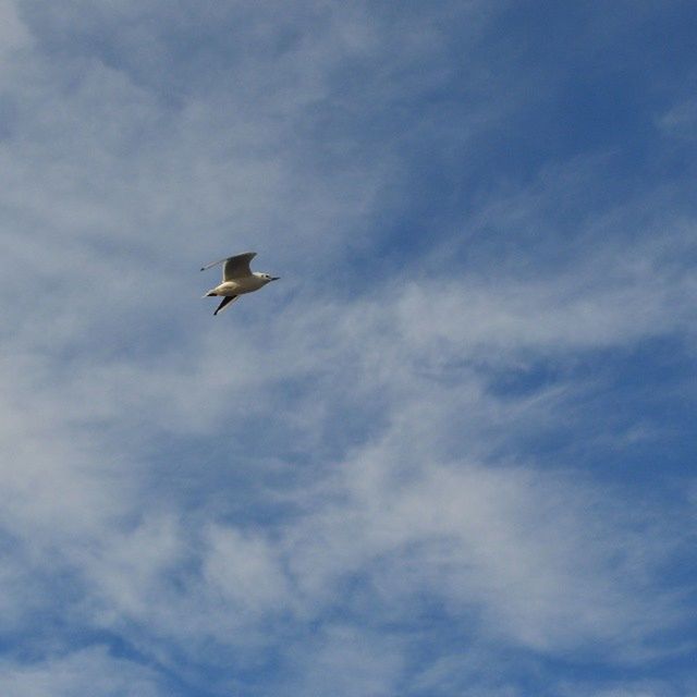 flying, bird, low angle view, animal themes, sky, animals in the wild, wildlife, cloud - sky, mid-air, one animal, spread wings, nature, beauty in nature, cloud, cloudy, outdoors, day, no people, blue, tranquility