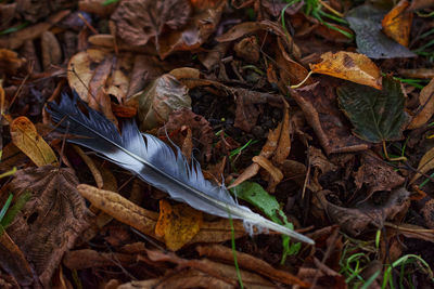 High angle view of dried leaves on field