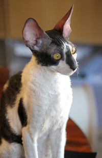 Close-up of cornish rex cat 