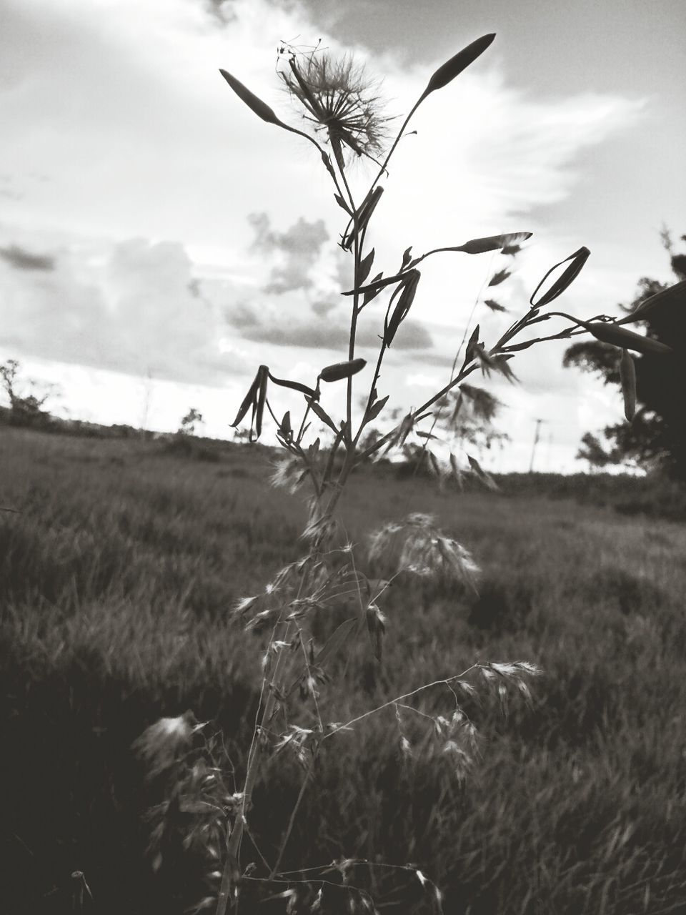 sky, field, grass, growth, plant, cloud - sky, nature, landscape, tranquility, cloud, cloudy, tranquil scene, beauty in nature, rural scene, focus on foreground, close-up, growing, flower, day, outdoors