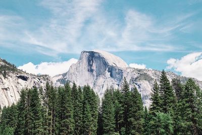 Low angle view of trees on mountain against sky