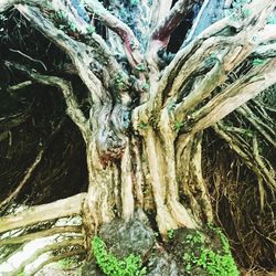 Close-up of tree trunk